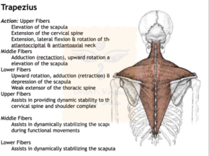 Drishti Vinyasa Yoga Manual Screen 12.png