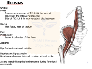 Drishti Vinyasa Yoga Manual Screen 9.png